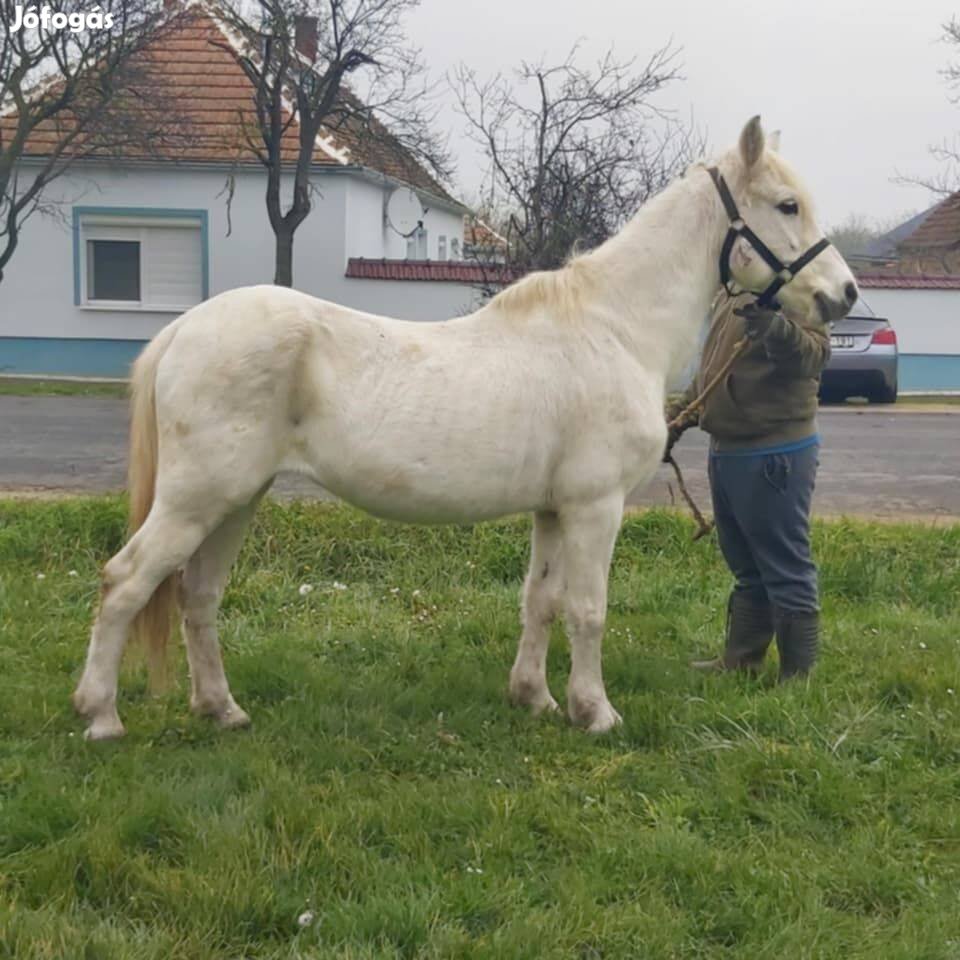 Eladók kis lovak