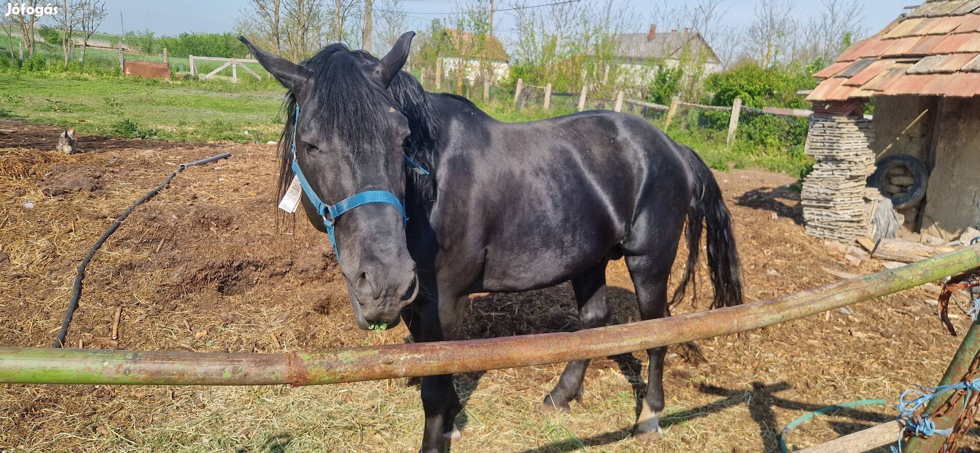 Eladók sodrot csödör es egy 80cm poni csödör