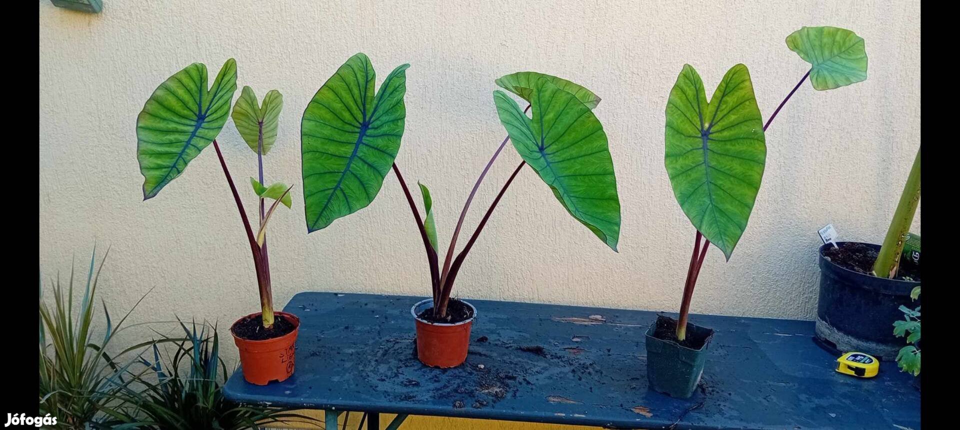 Eladv .Colocasia Blue Hawaii