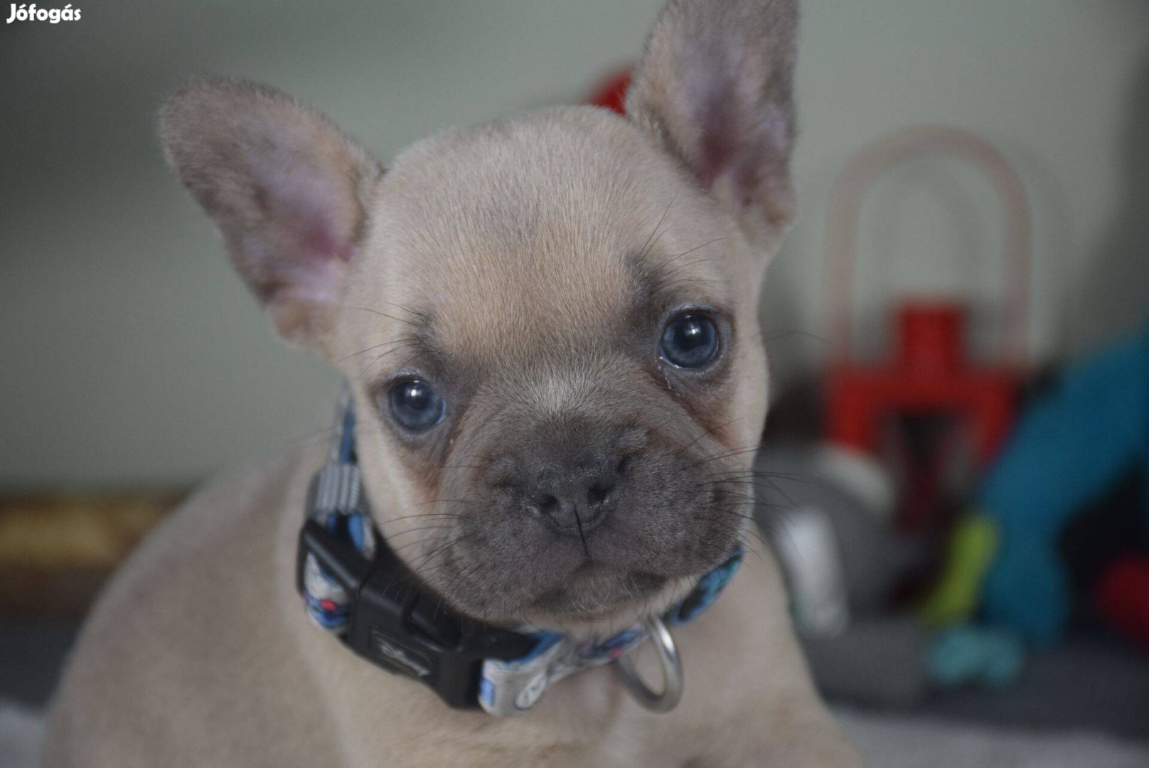 Elbűvölő francia bulldog kisfiú