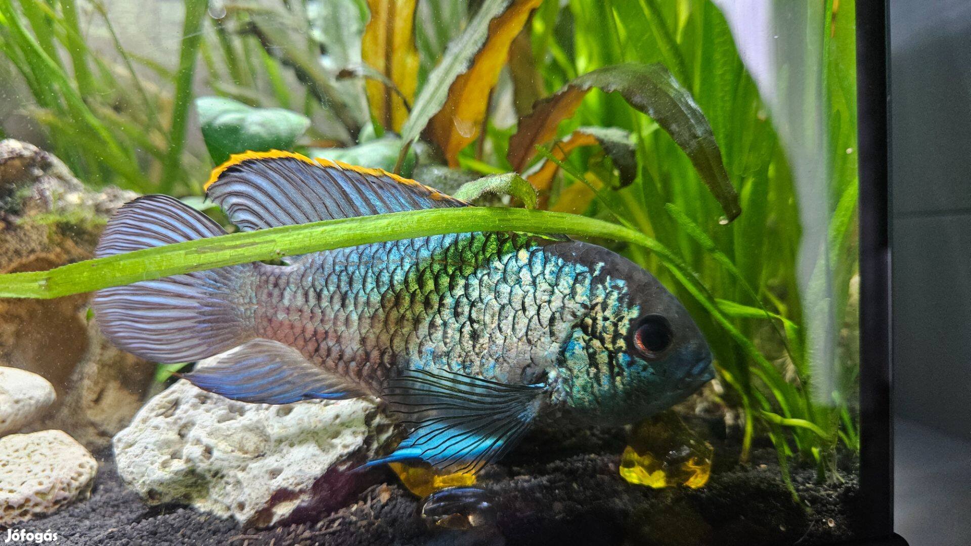 Electric blue acara