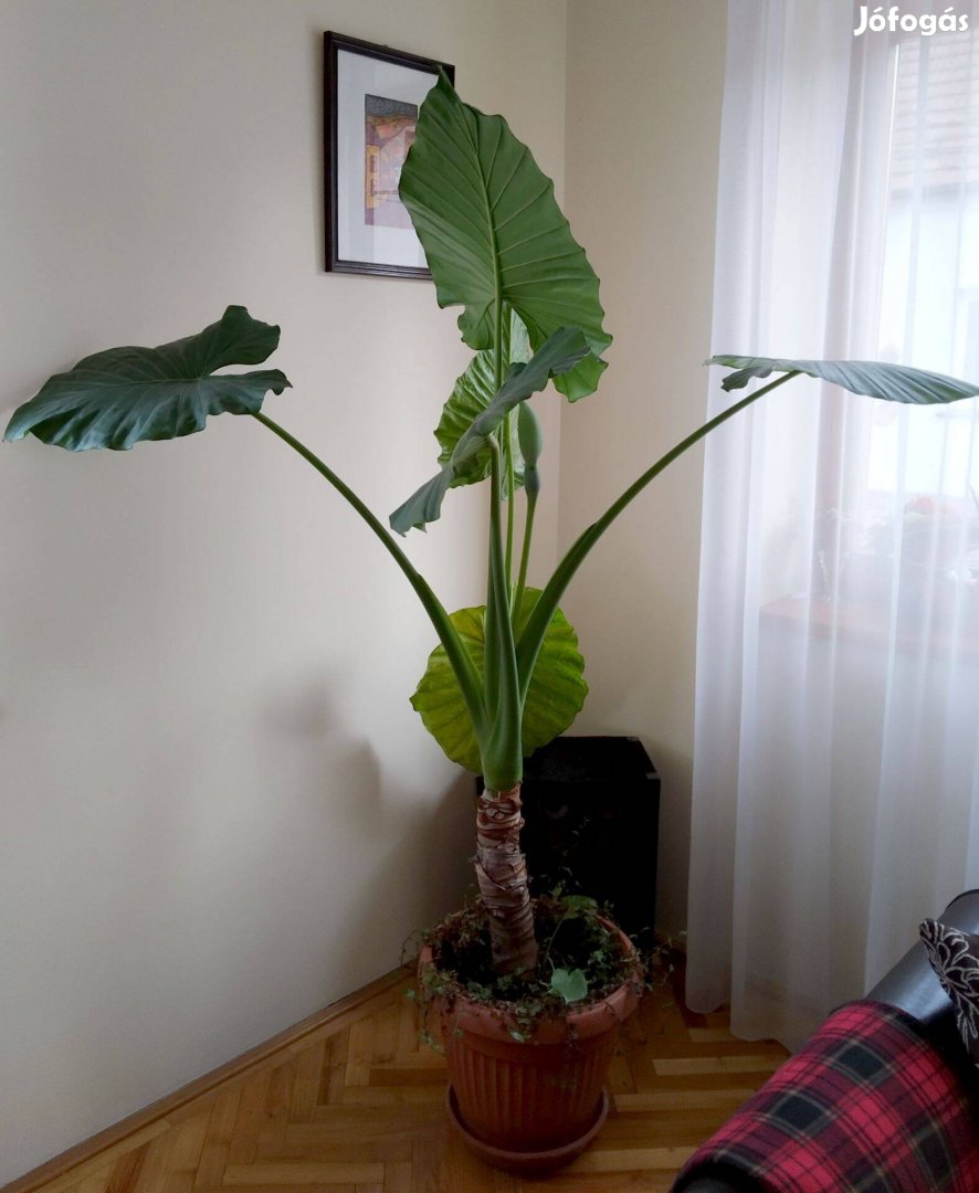 Elefántfül, alokázia pálma ( Alocasia ) szobanövény ( hatalmas ! )