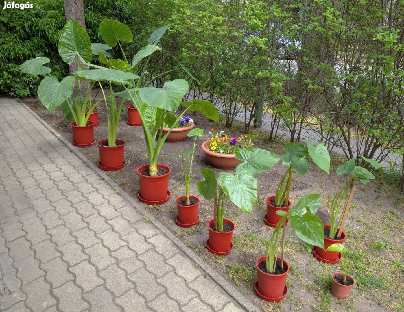 Elefántfül pálma (Alocasia) eladó