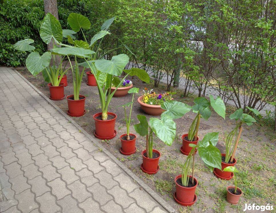 Elefántfül pálmák különböző méretben (25-170 cm) Alocasia