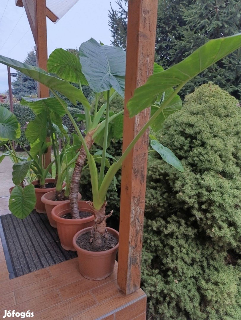 Elefántfül virág (Alocasia)