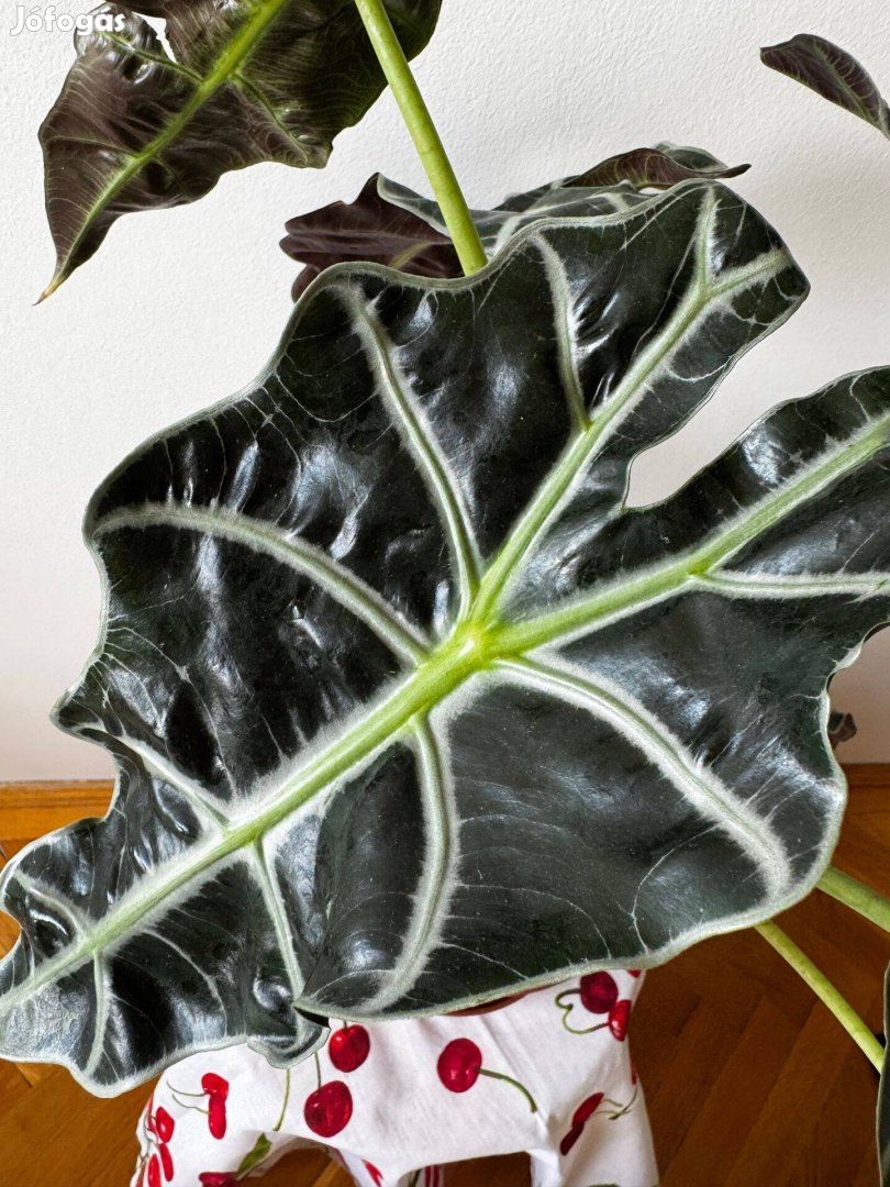 Elegáns megjelenésű Alocasia amazonica szobanövény növény