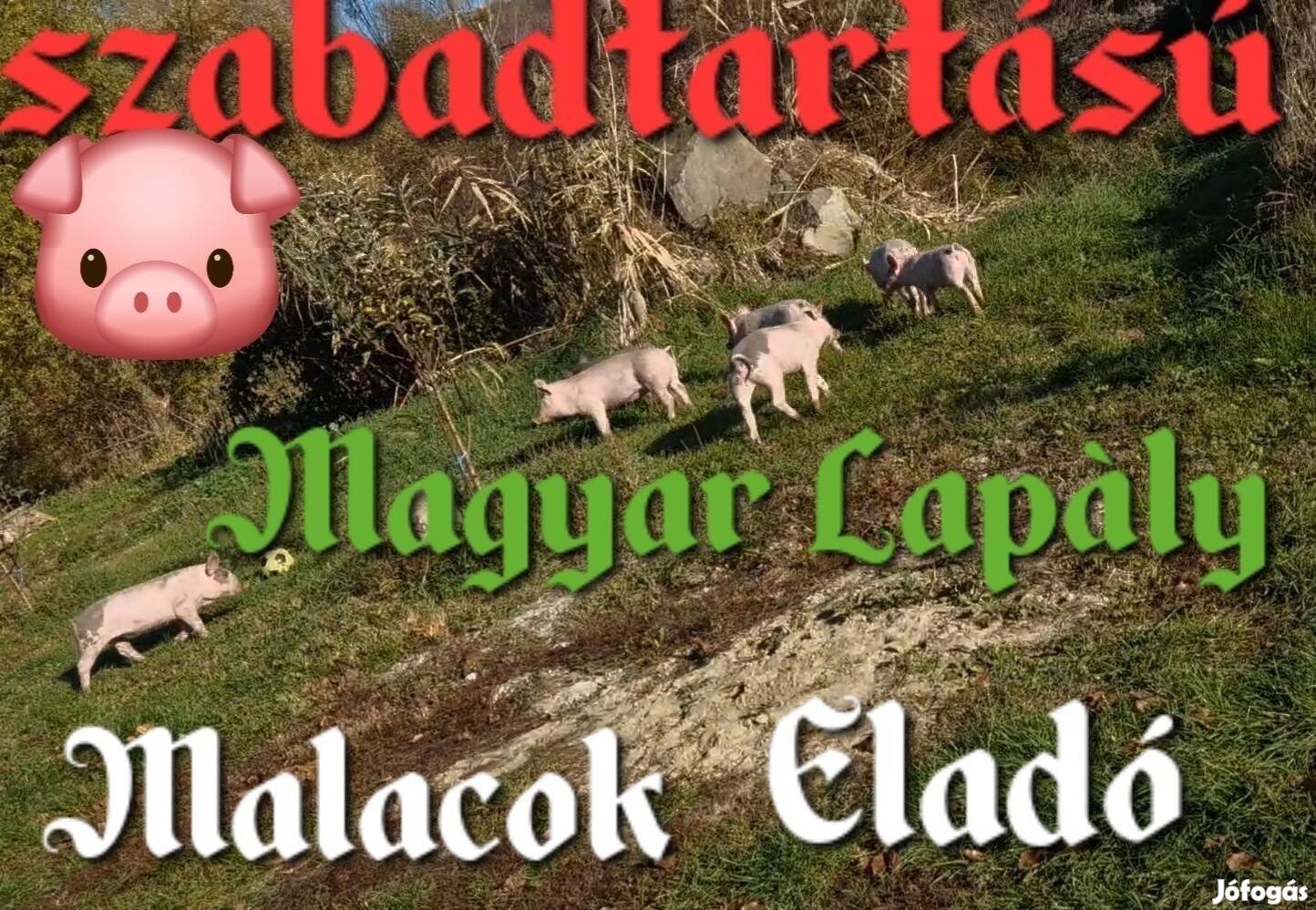 Élelmiszer. Magyar Lapály Malacok Eladók 