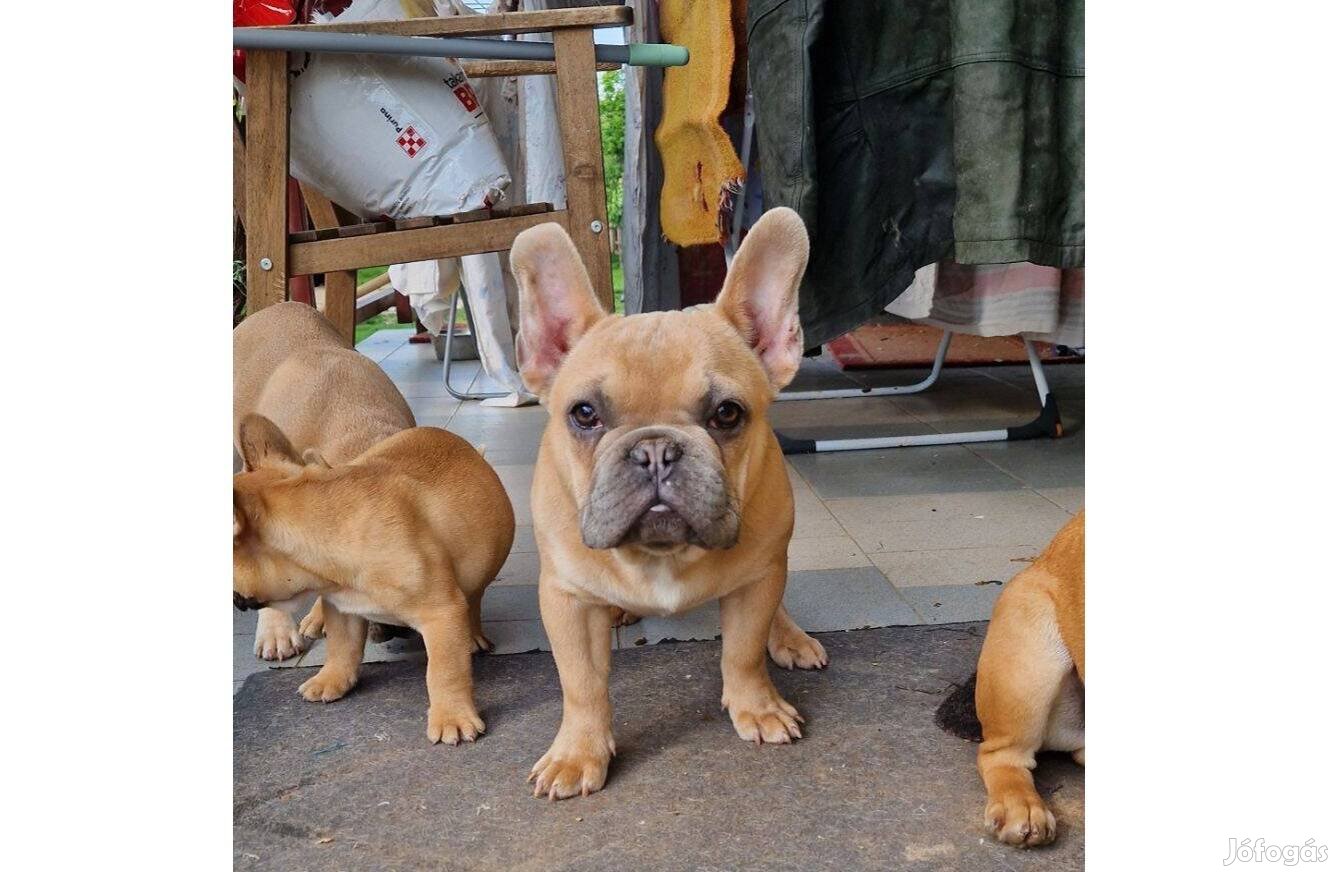 Elérhető Fajtatiszta jellegű Francia Bulldog kiskutyák