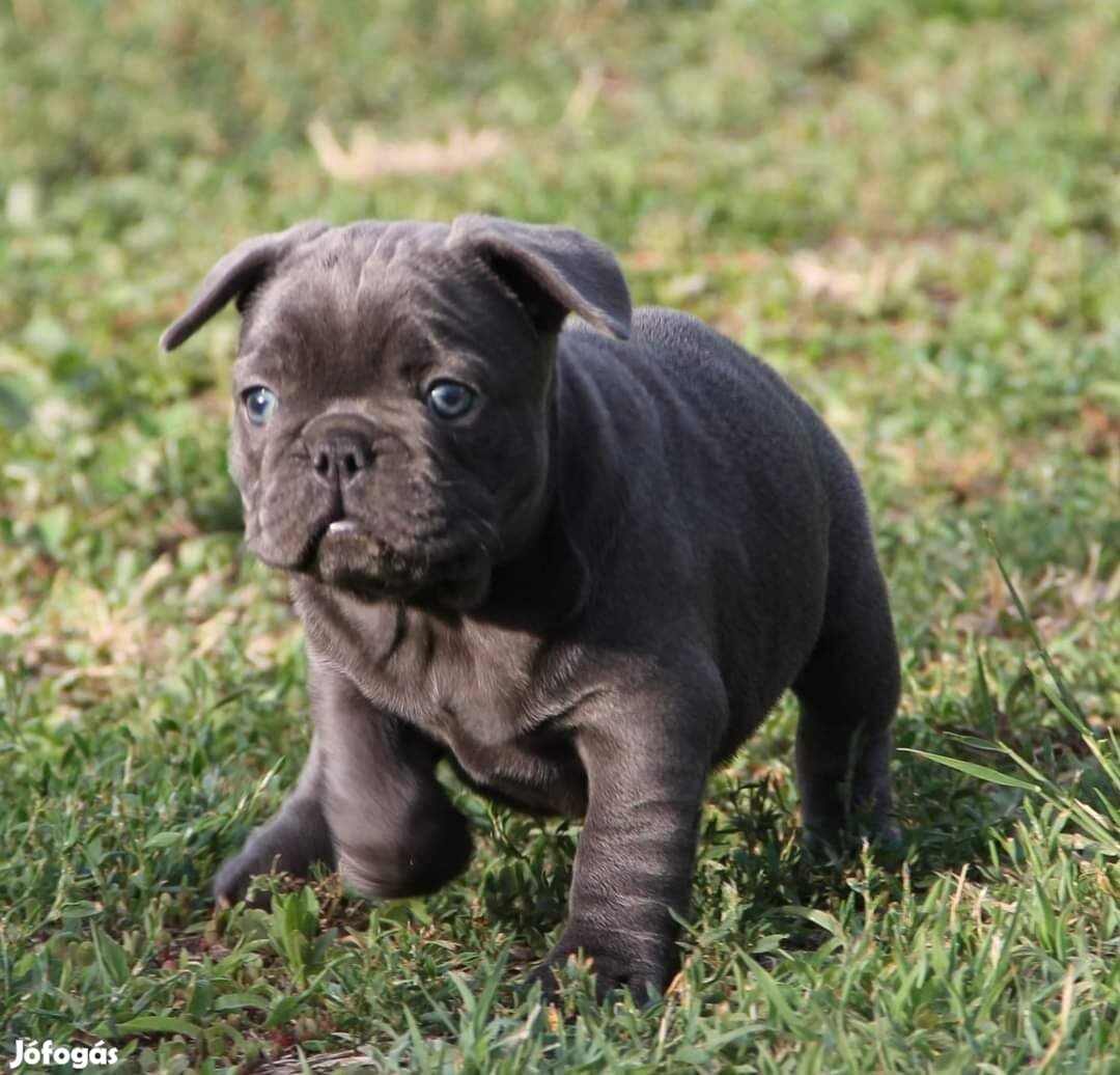 Elérhető kék francia bulldog kislány