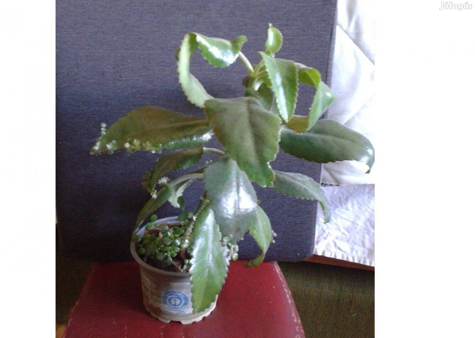 Elevenszülő zöld növény, szobanövény