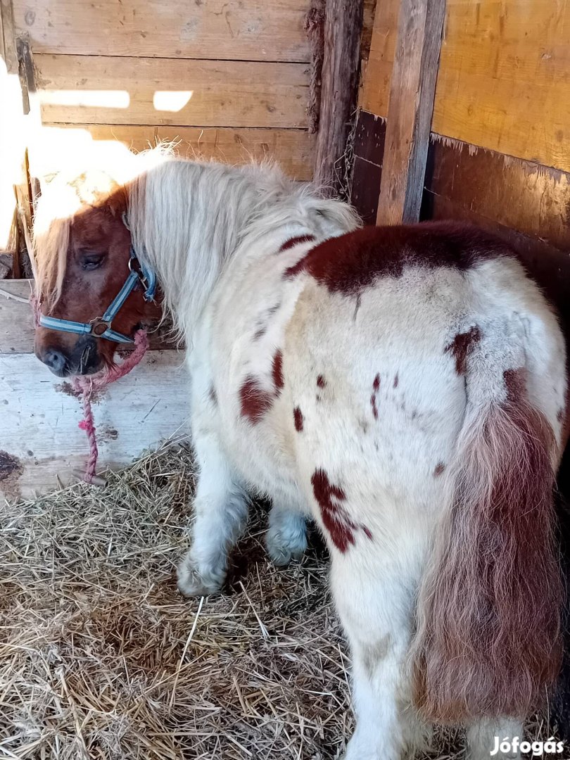 Ellado egy mura 100cm hassas 3éves kanca poni !!!!