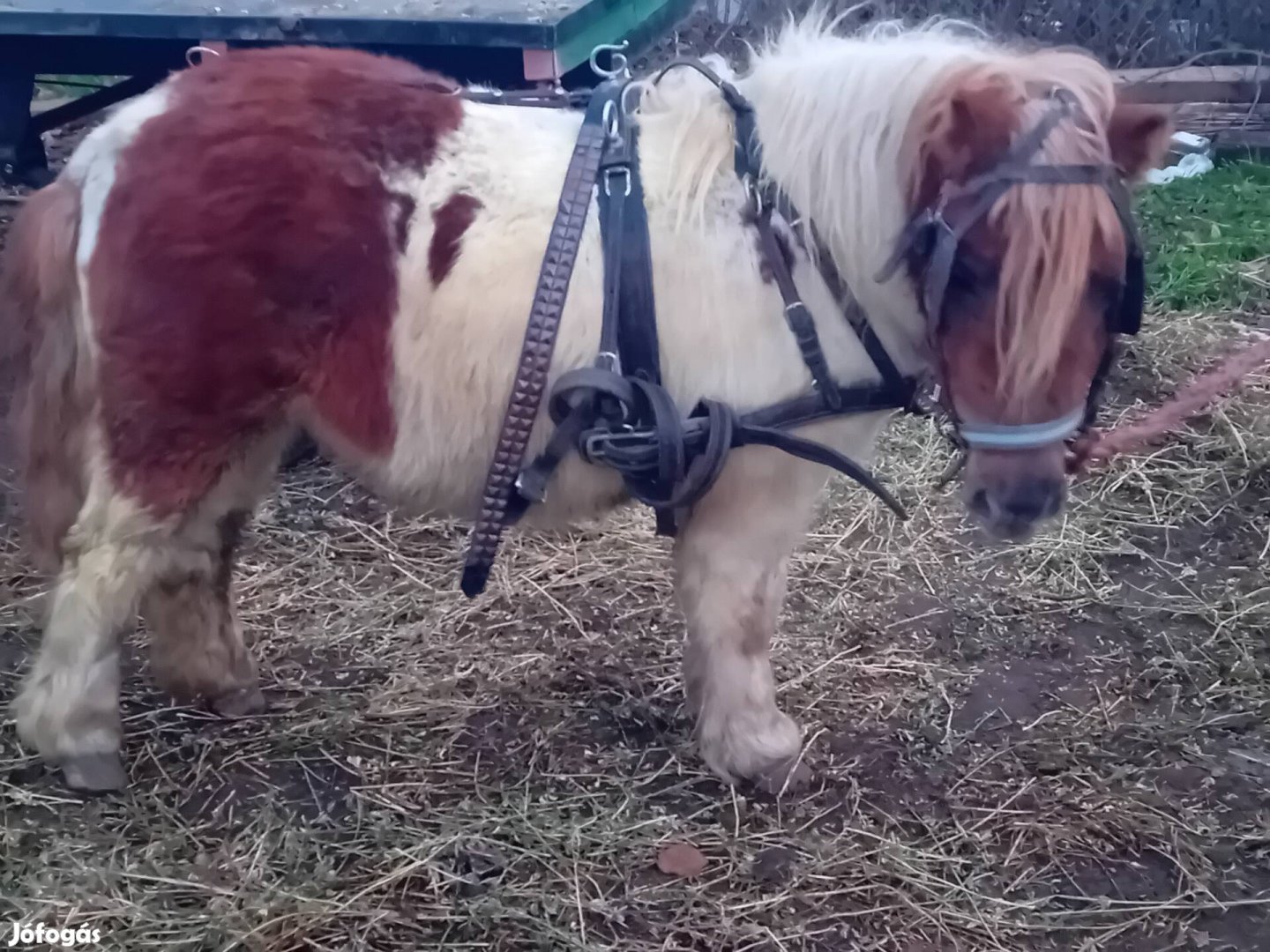 Ellado egy mura 105cm hassas 3éves kanca poni !!!!