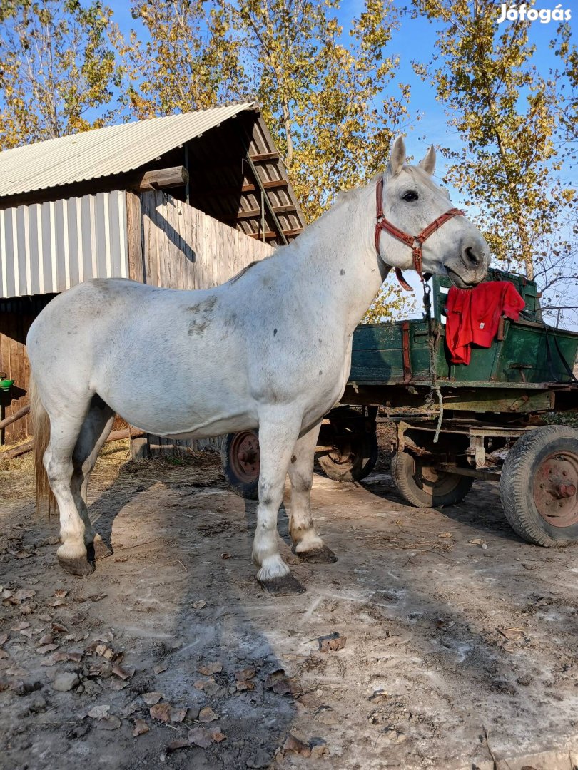 Elodo hidegvérű kanca