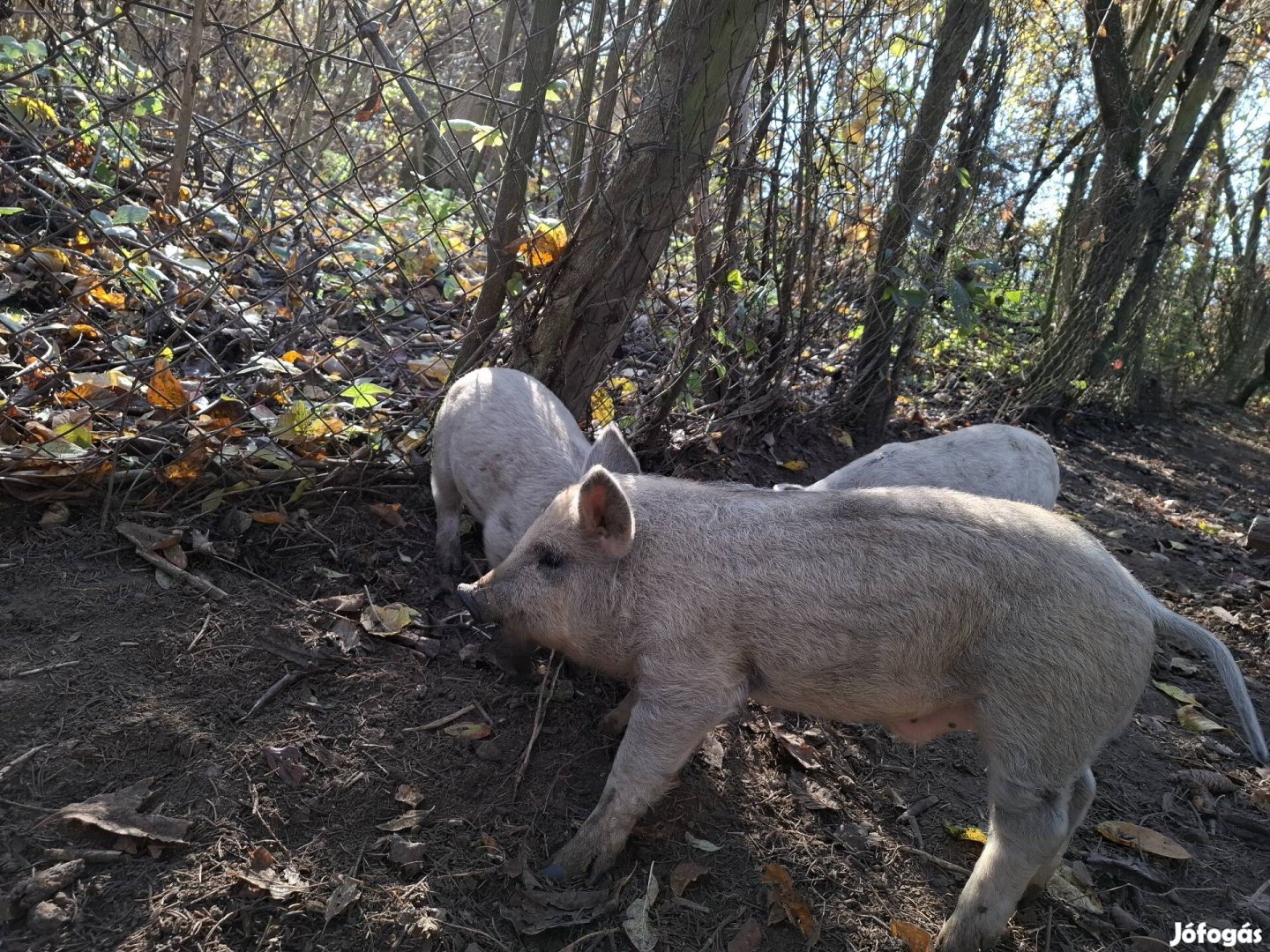 Előjegyezhető mangalica malac