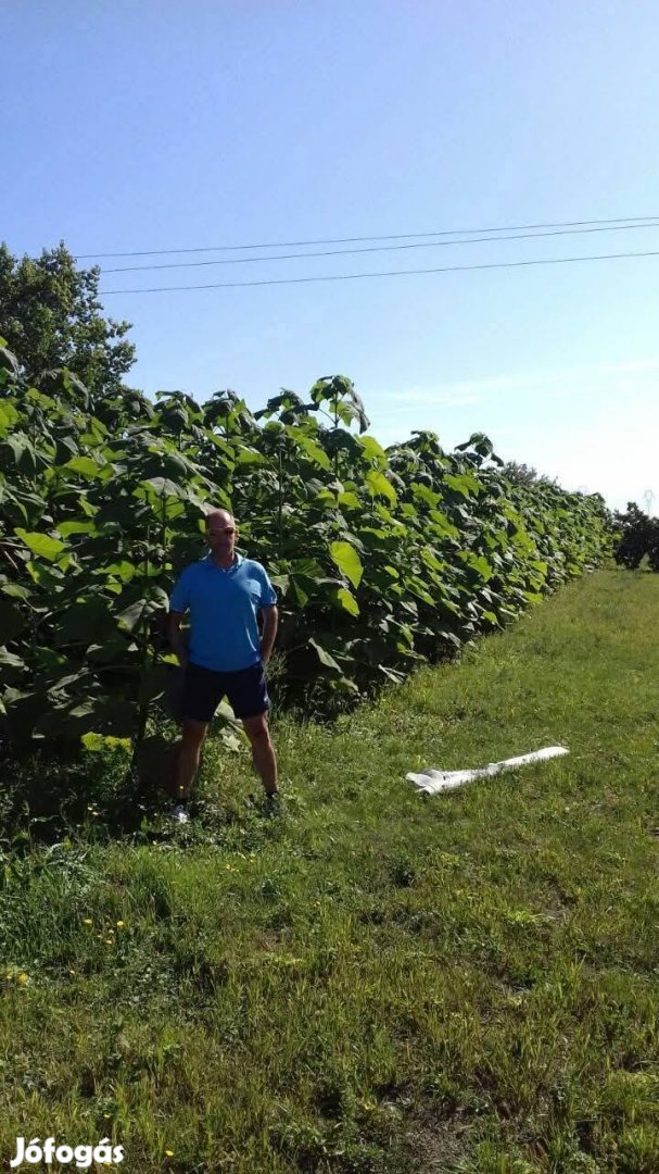 Előnevelt császárfa eladó.