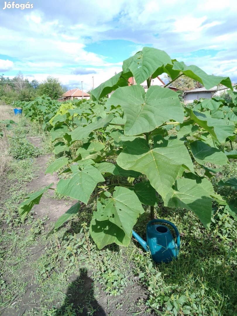 Előnevelt császárfa több méretben eladó.