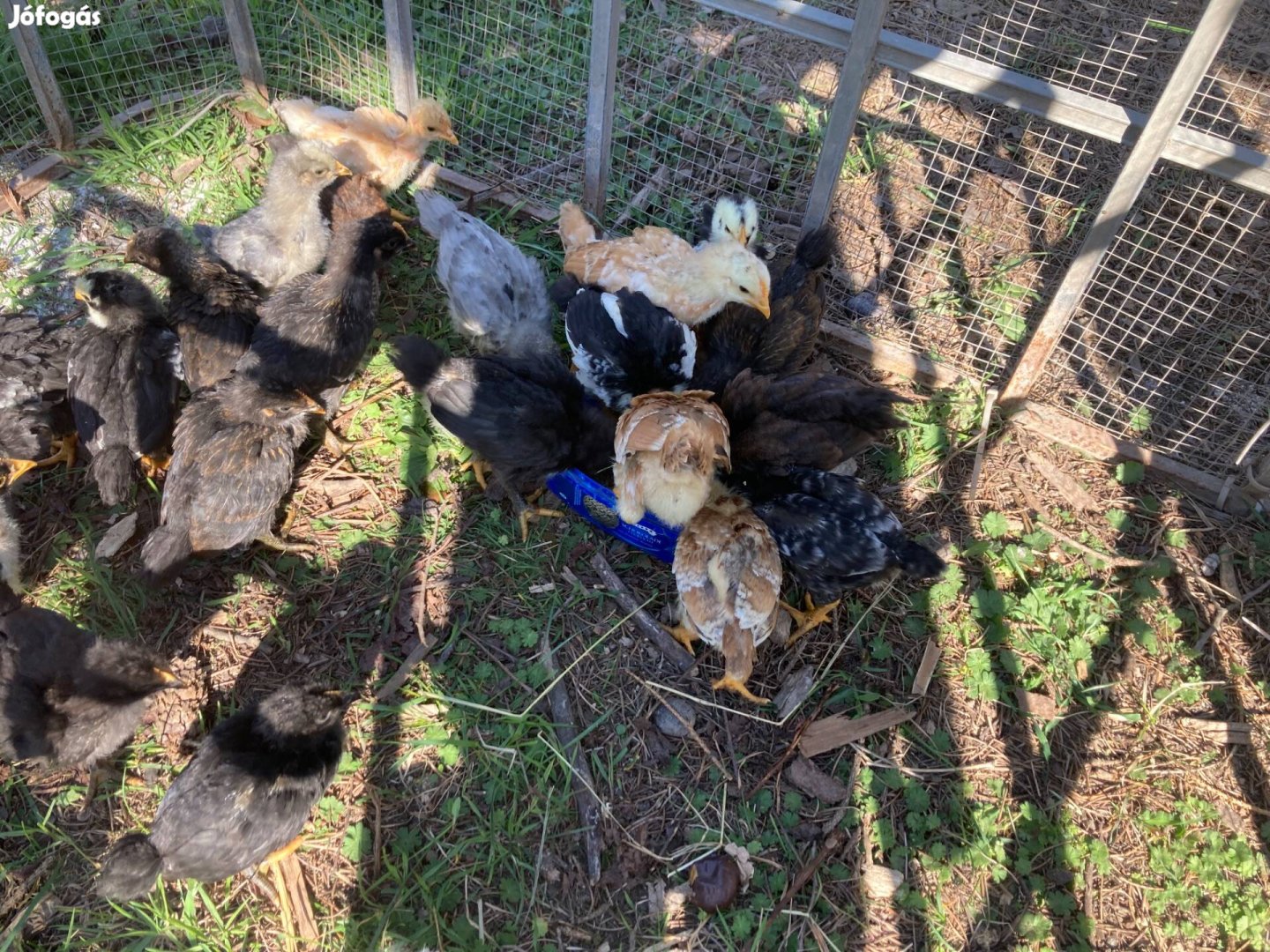 Előnevelt csibe eladó 3 hetesek