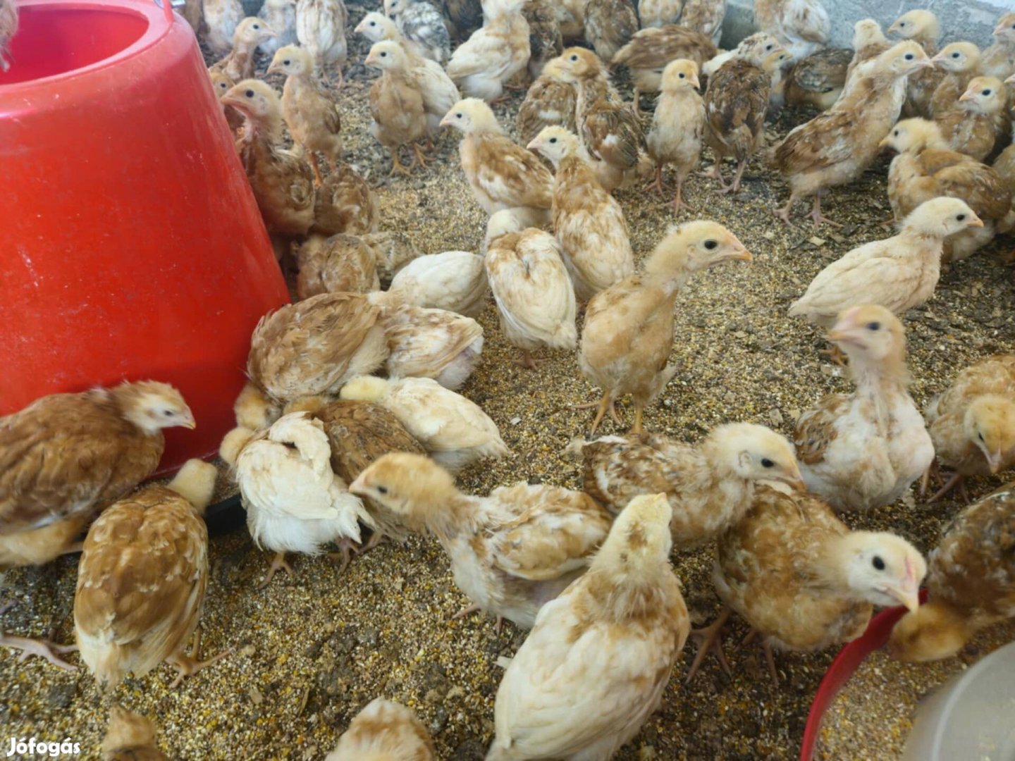 Előnevelt csirke , tyúk , kakas