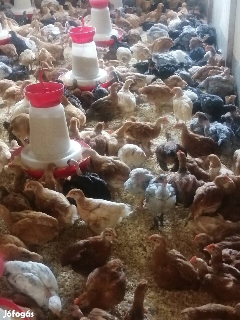 Előnevelt csirke csibe 