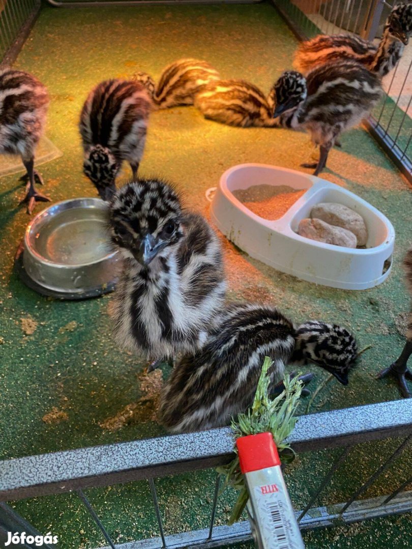 Előnevelt emucsibék