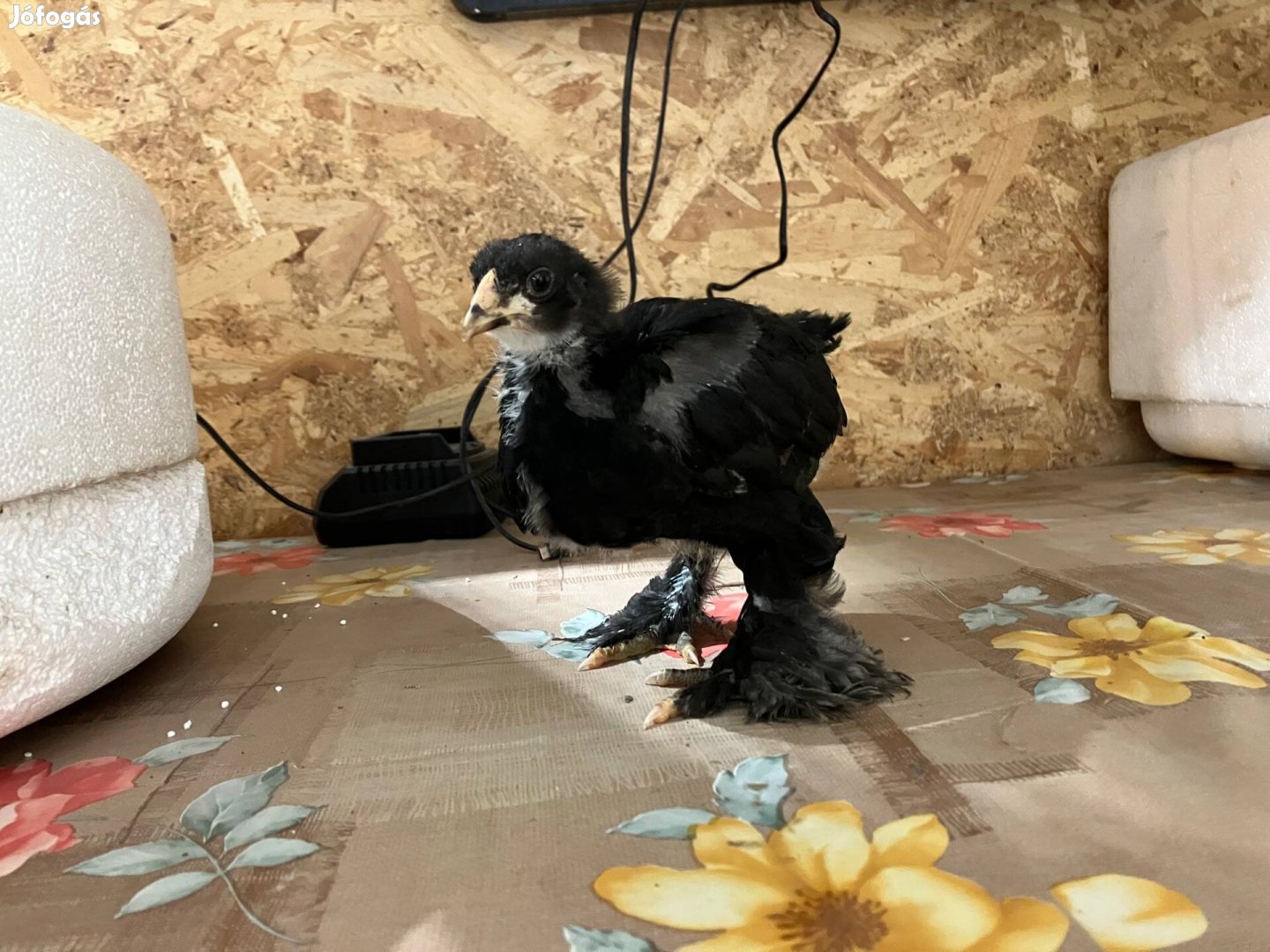 Előnevelt fekete brahma csibe