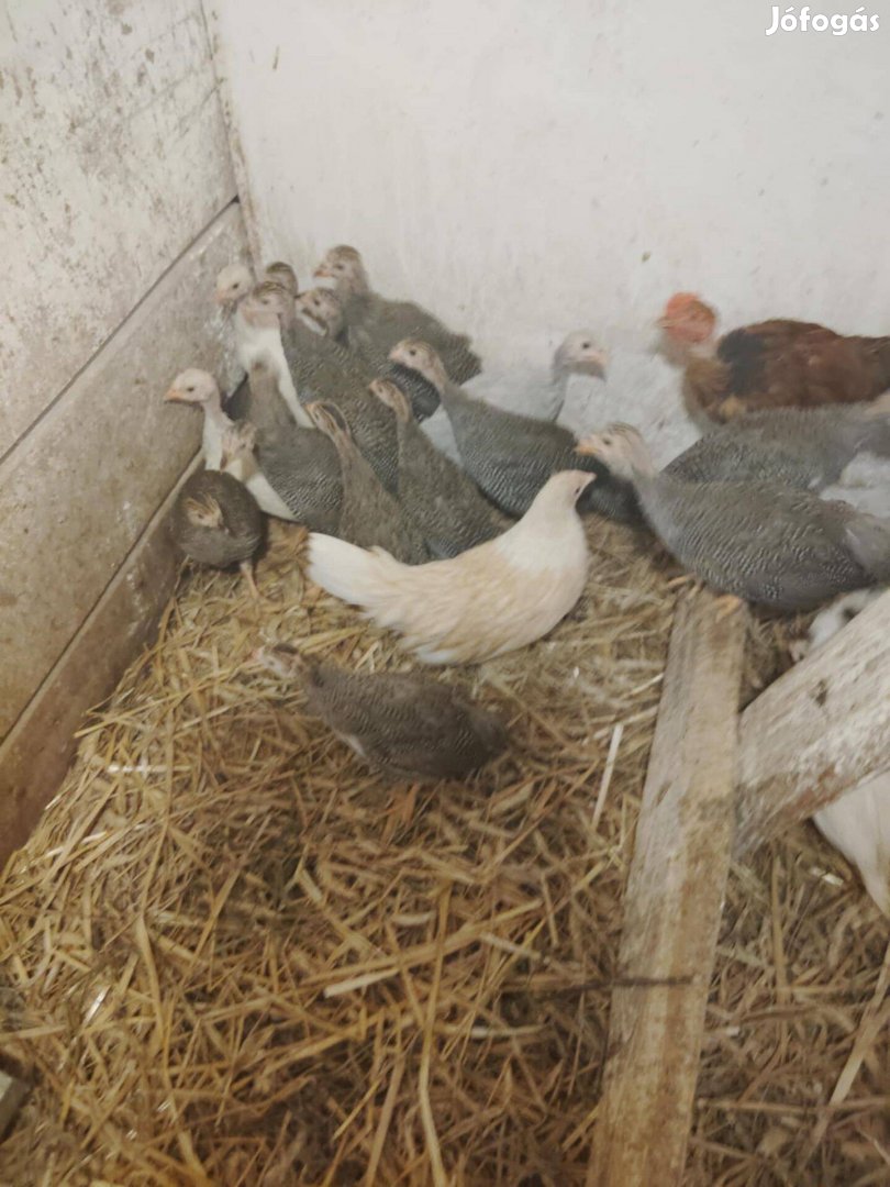 Előnevelt gyöngyös csibe,tavalyi gyöngytyúkok,süldő nyulak eladók