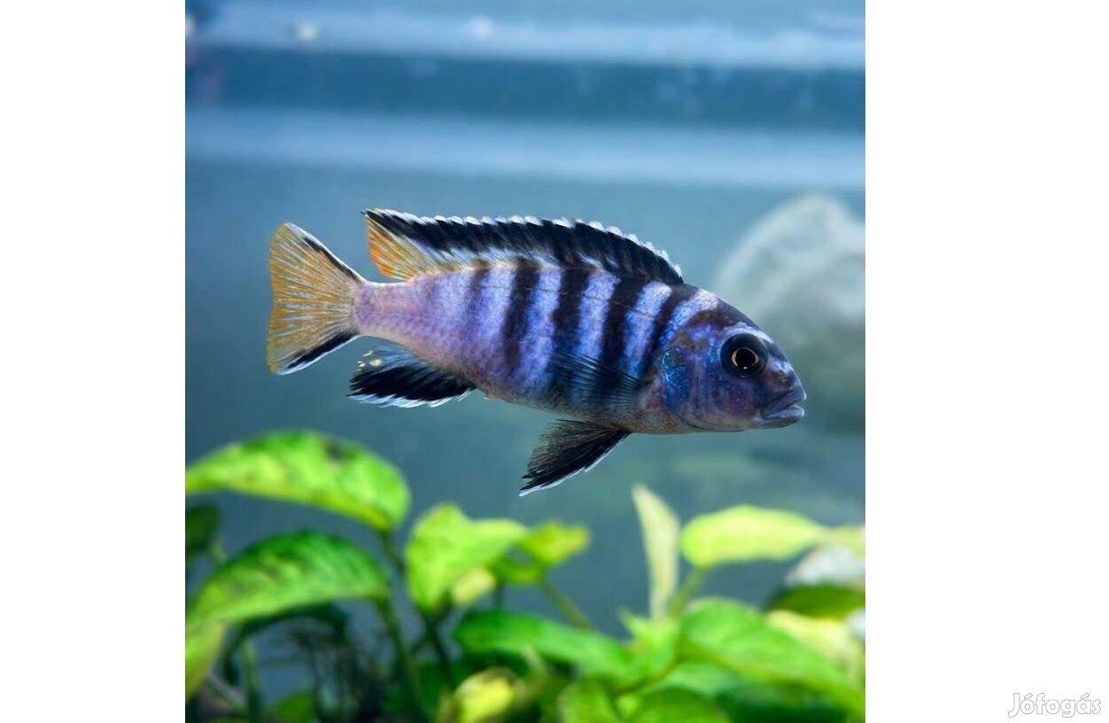 Elongatus Mpanga - Nyasszai karcsúsügér