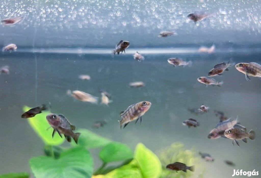 Elongatus Mpanga ivadékok