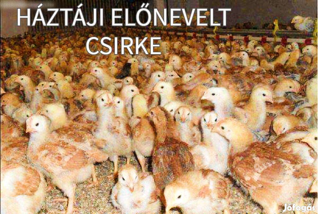 Előző 4 hetes holland állományú, előnevelt, háztáji tartású