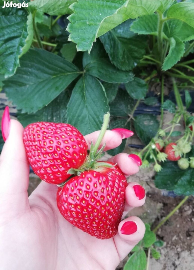 Elsanta eper palánta eladó