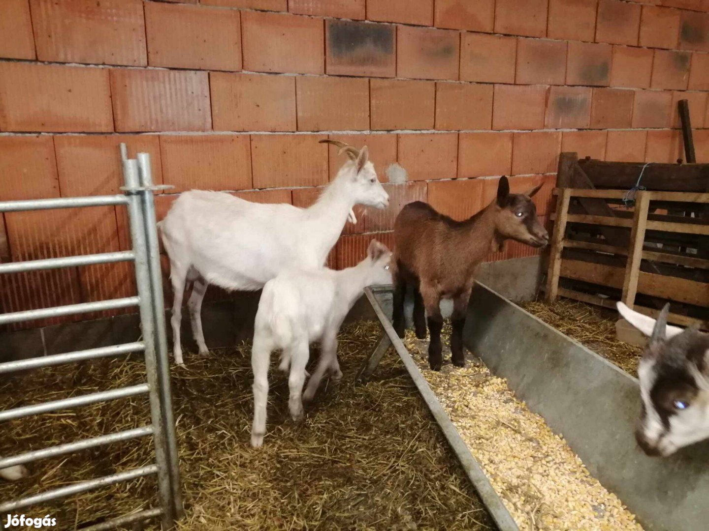 Első ellésű szánentáli kecske gida