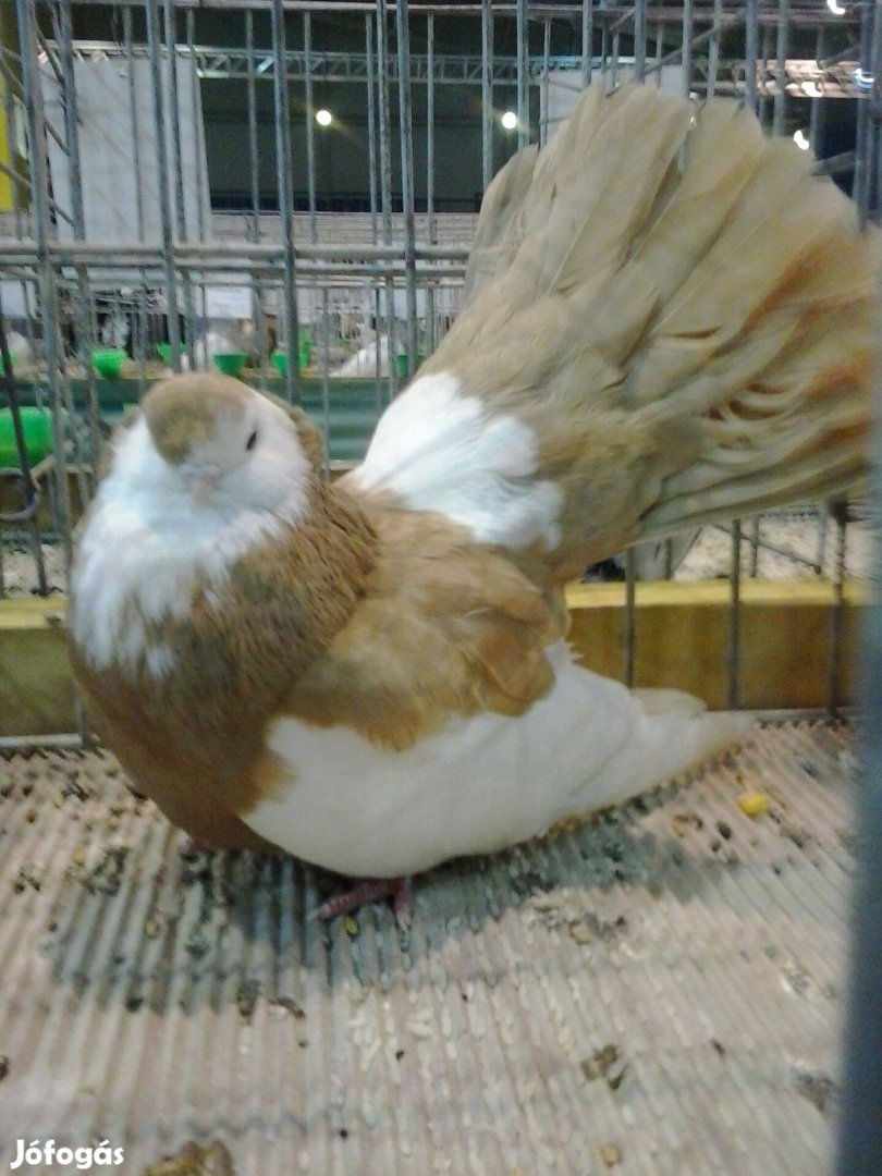Első őshonos magyar galambfajták génbankjából Galambok