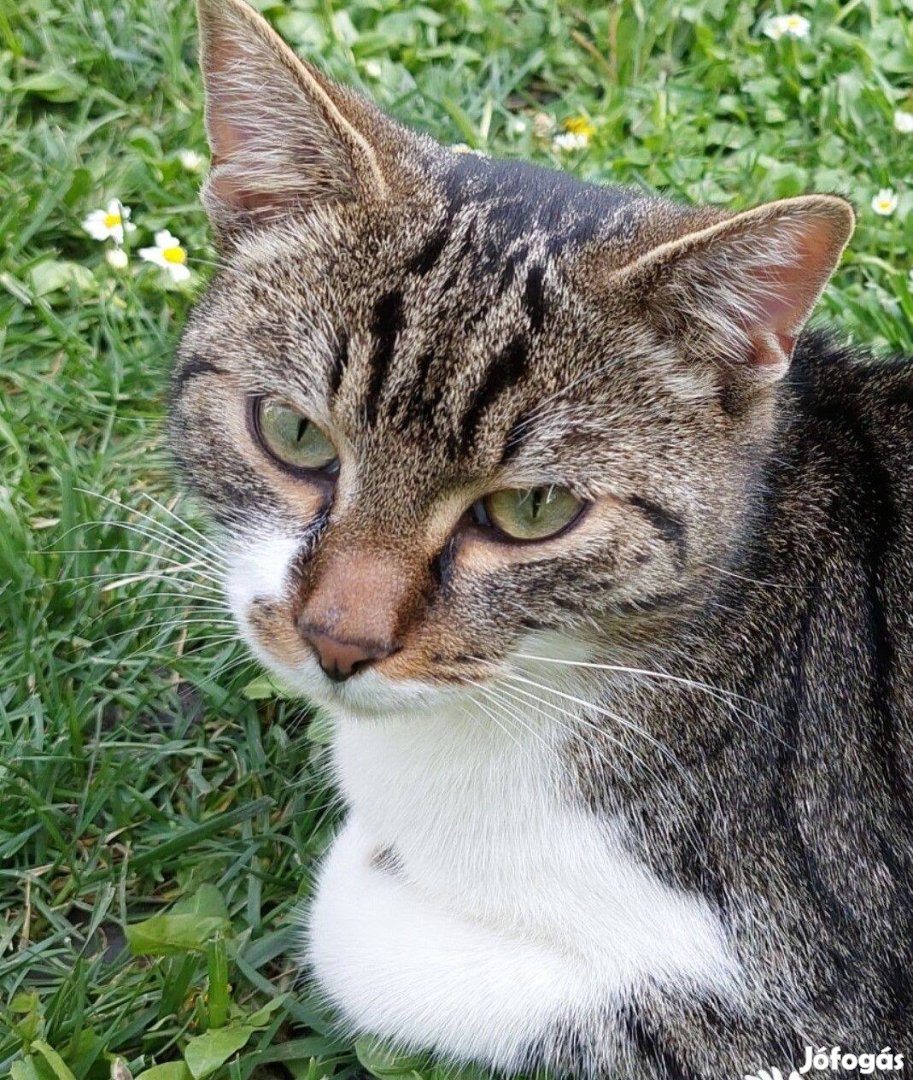 Elveszett cicát keresi gazdája Győrben