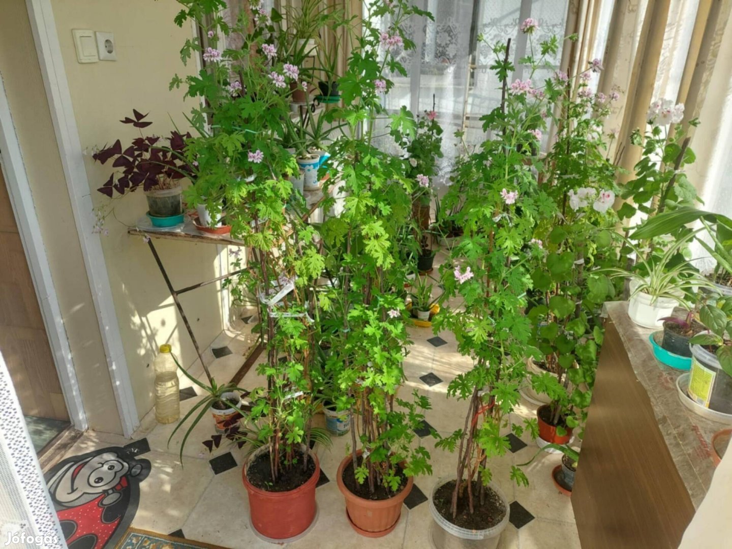 Elvihető olcsón citrom illatú muskátli