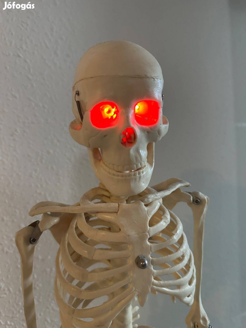 Emberi Csontváz Modell