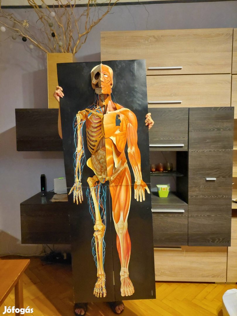 Emberi test 3D-s kihajtható, részletes demonstrációs bábu eladó