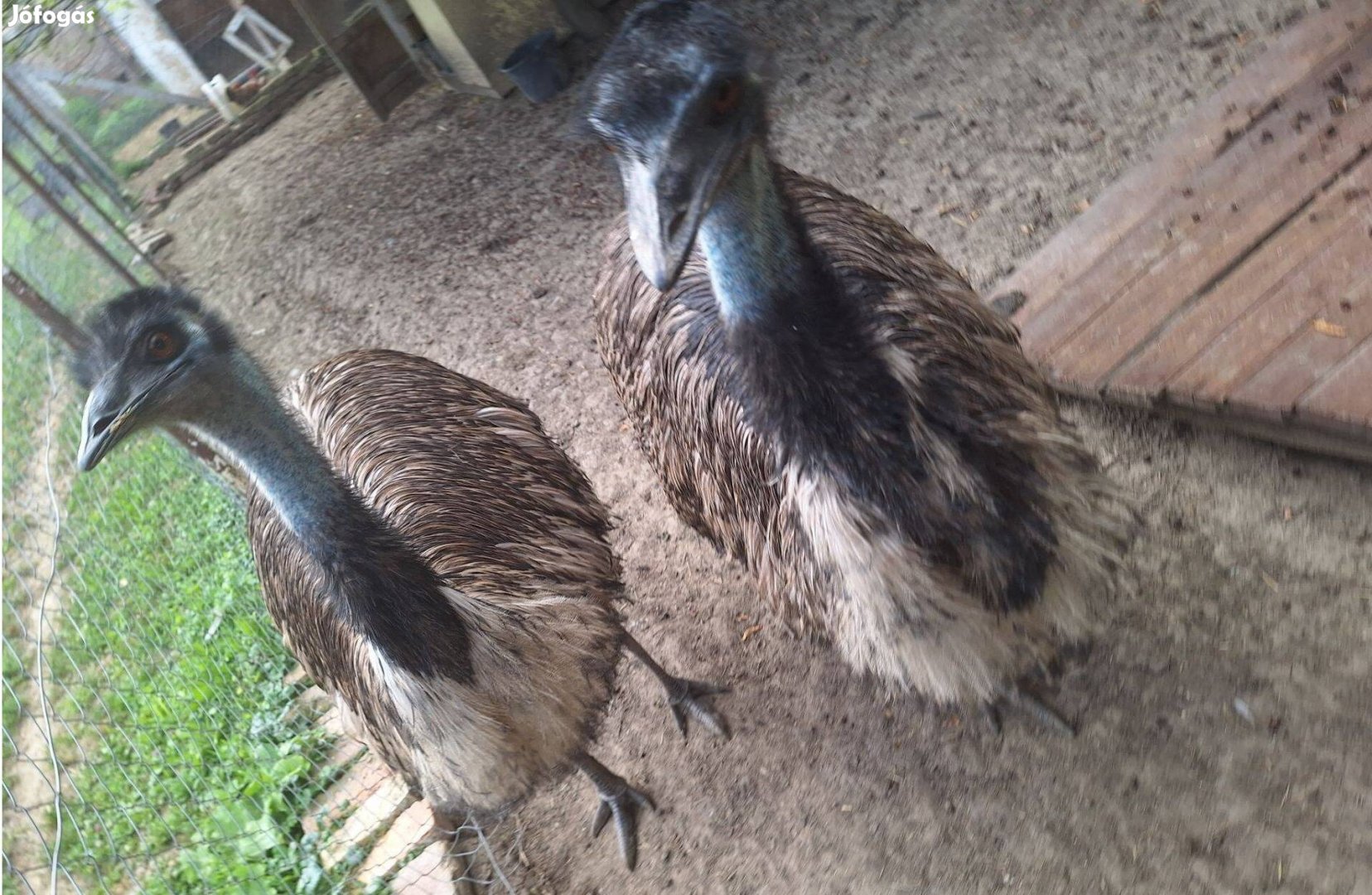 Emu Kakasok eladóak együtt