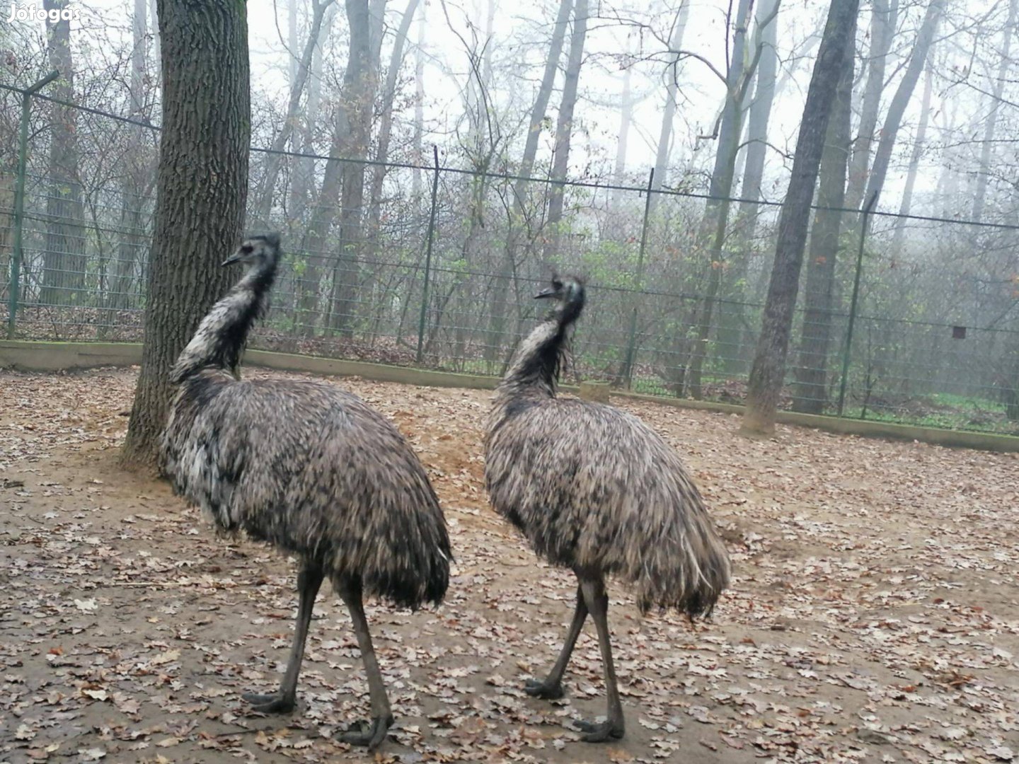 Emu - tojó és kakas is