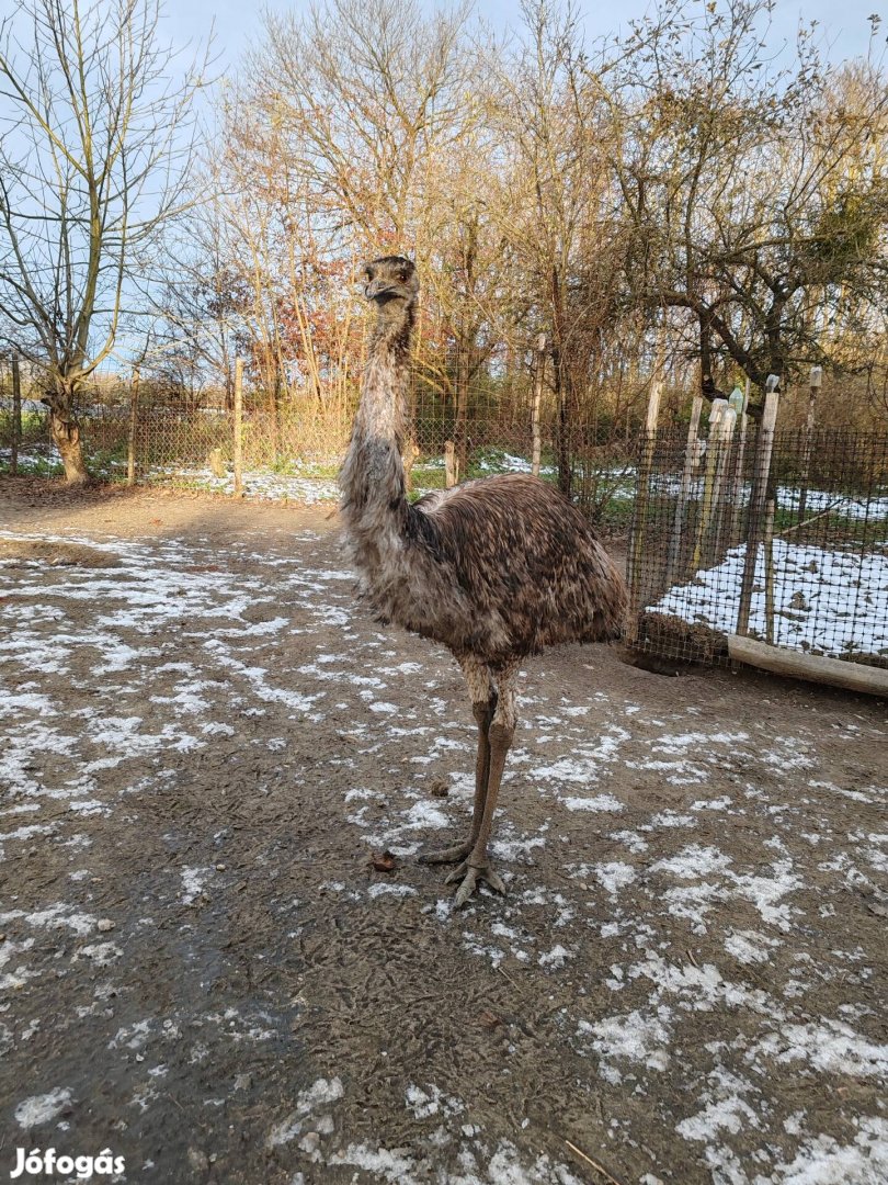 Emu (kakas) eladó