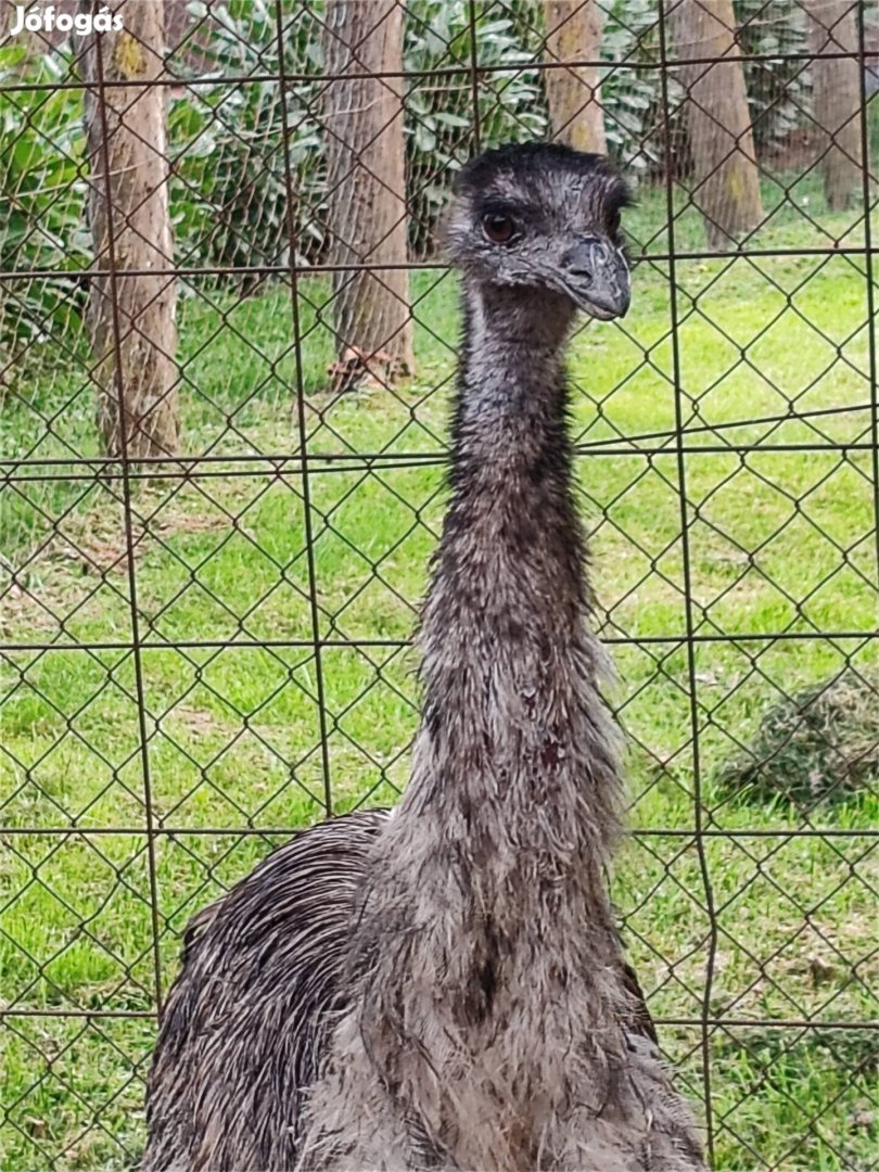 Emu (kakas) eladó