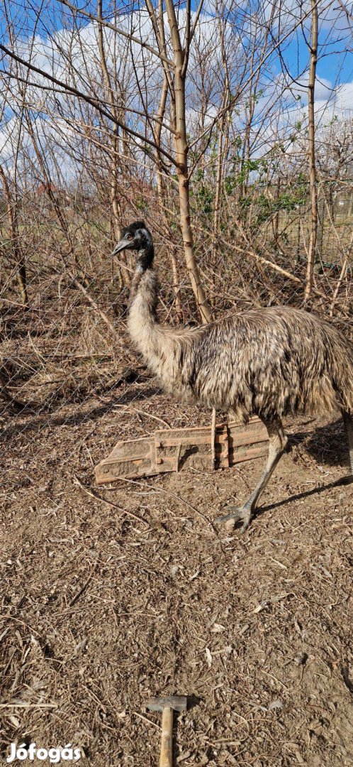 Emu cserélhető