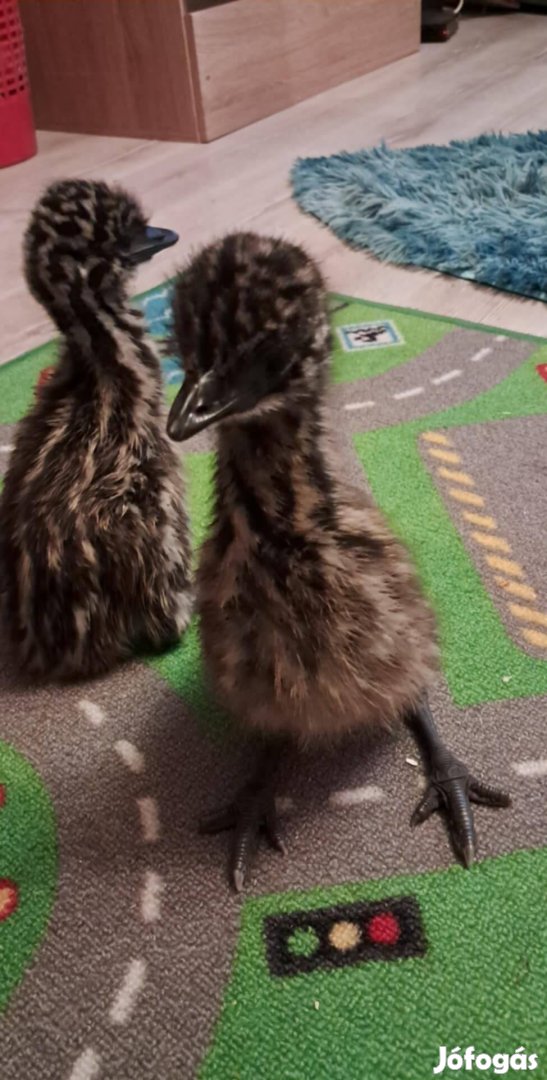 Emu csibe !!!!