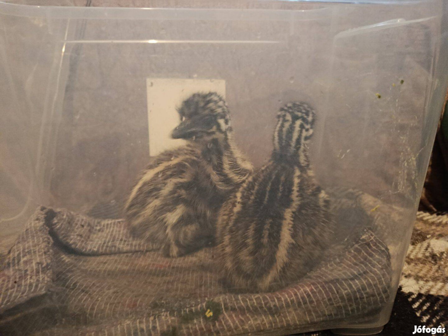 Emu csibe eladó