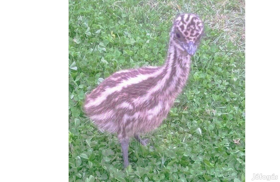 Emu csibe eladó Debrecenben