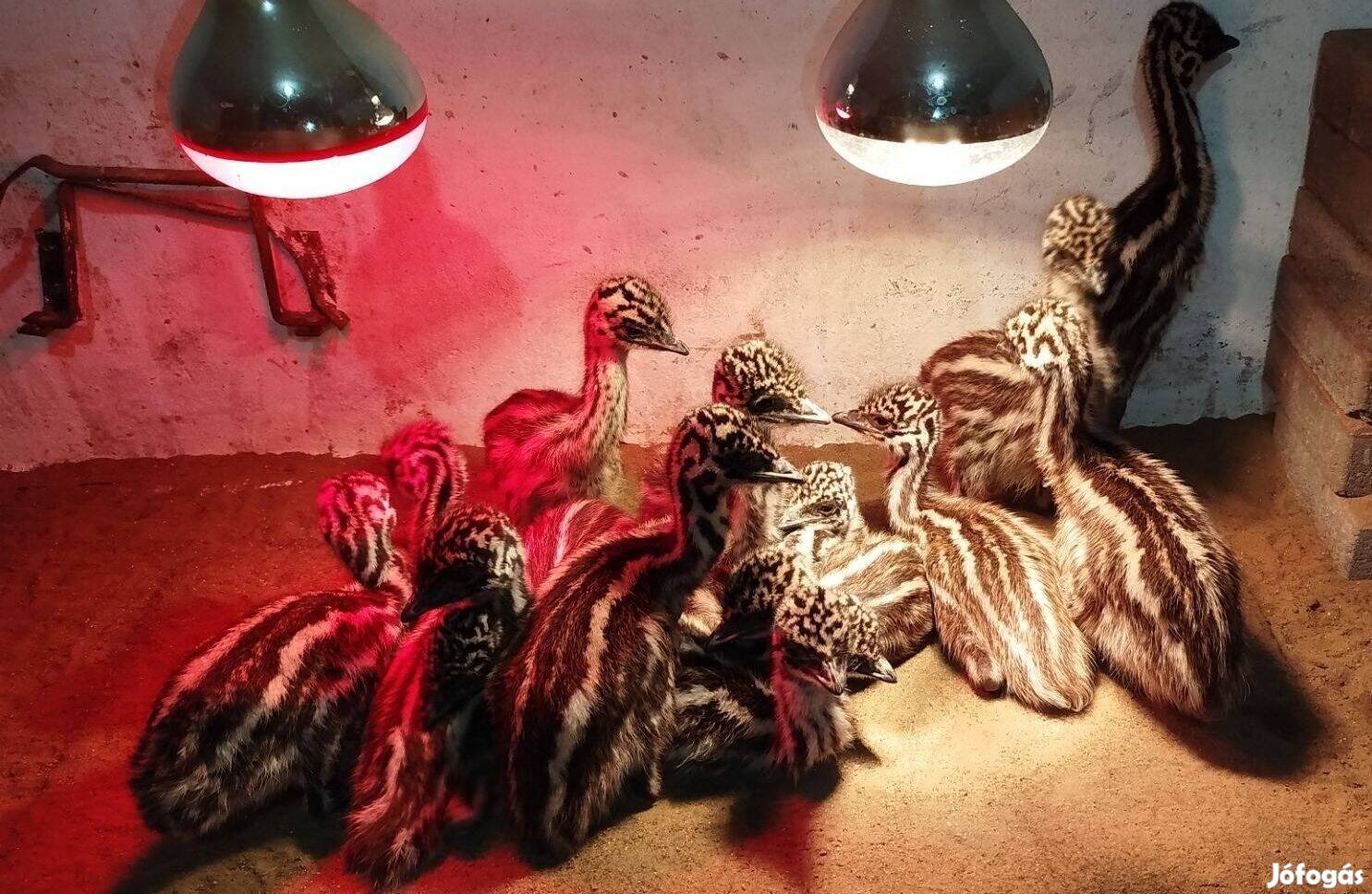 Emu csibe eladó Debrecenben
