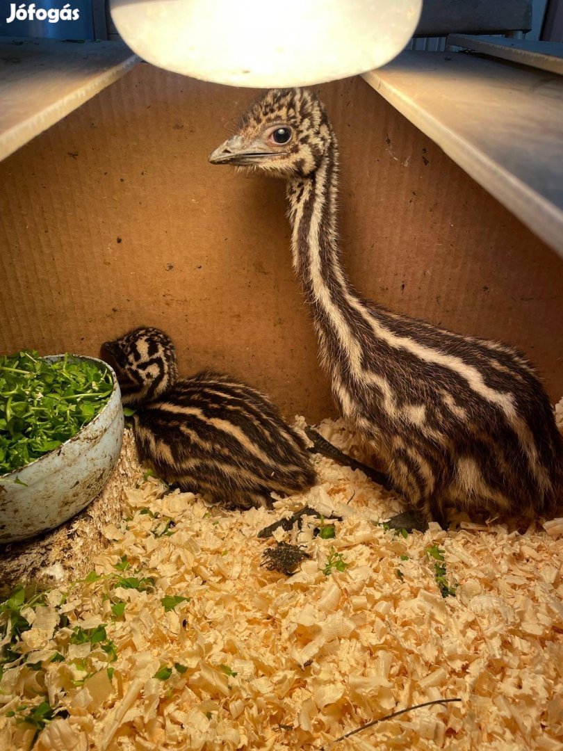 Emu csibék eladóak