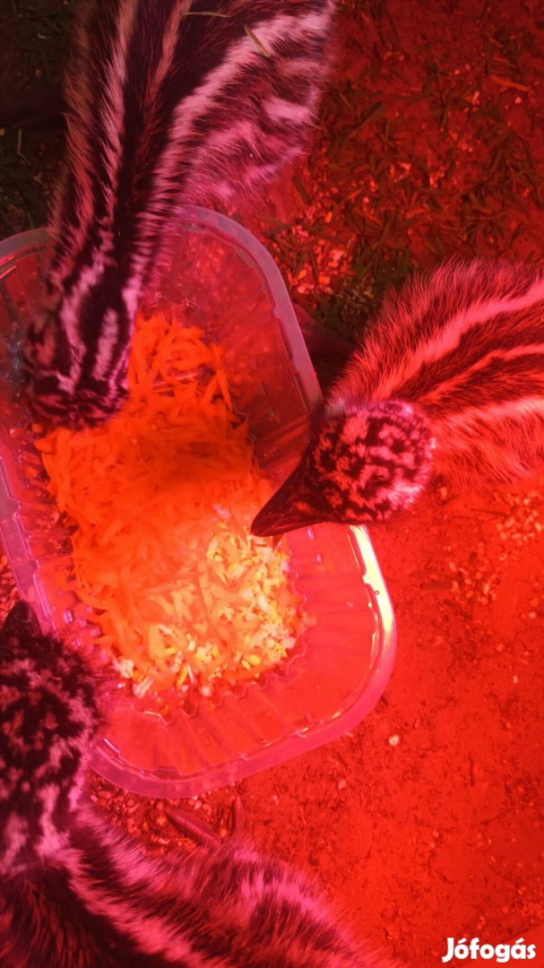 Emu csibék költöznének