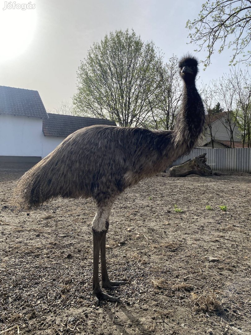 Emu eladó (1 éves)