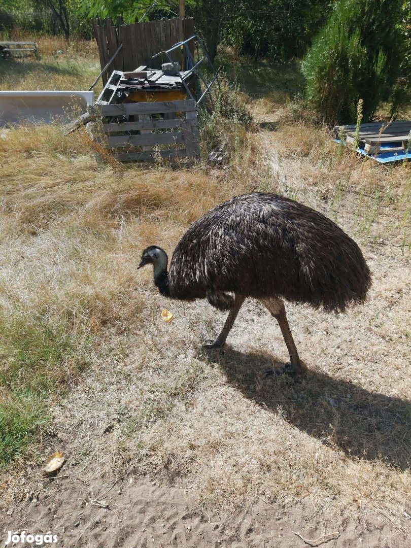 Emu pár eladó