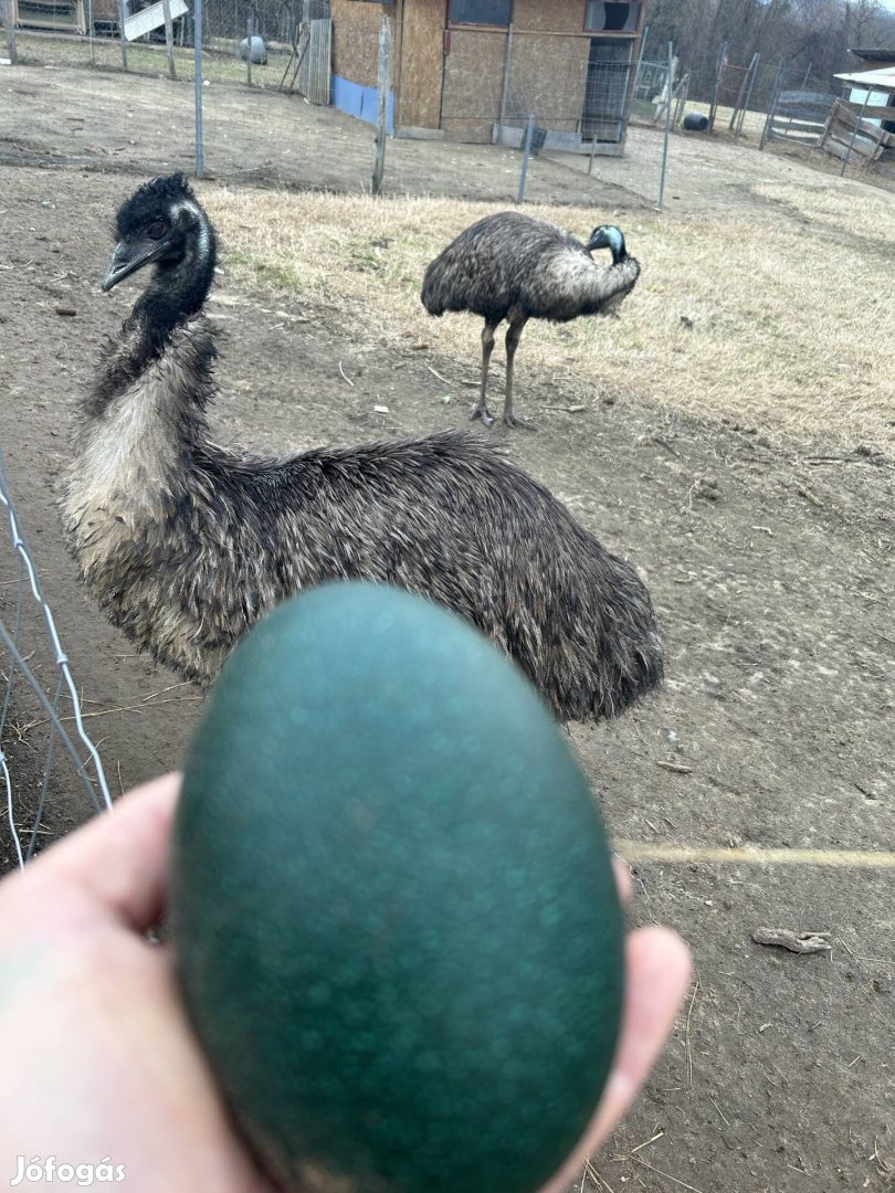 Emu pár eladó